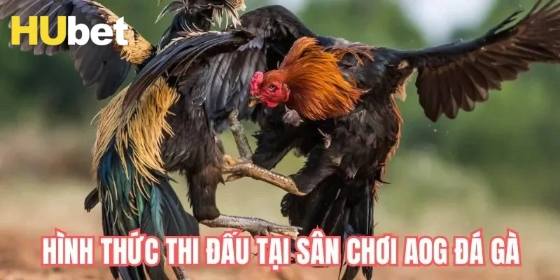 Các hình thức AOG đá gà cung cấp