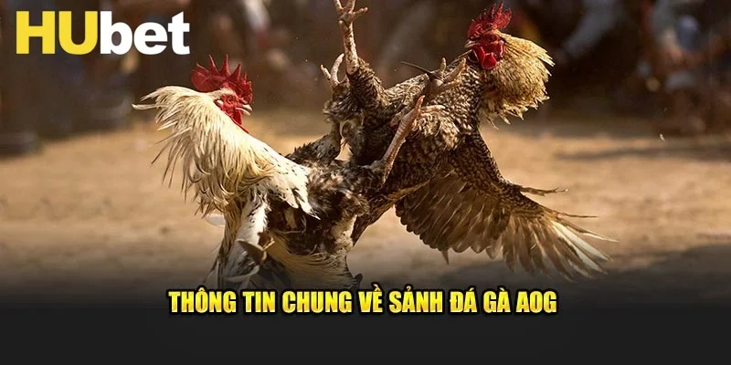 Thông tin chính của sảnh